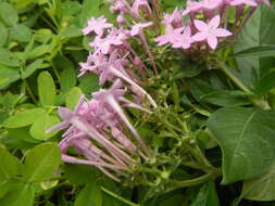 صورة Pentas lanceolata (Forssk.) Deflers