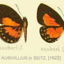Image of Liptena sauberi Schultze 1912