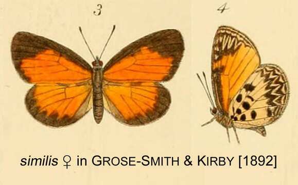 Image of Liptena similis (Kirby 1890)