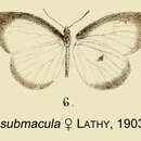 Image of Liptena submacula Lathy 1903