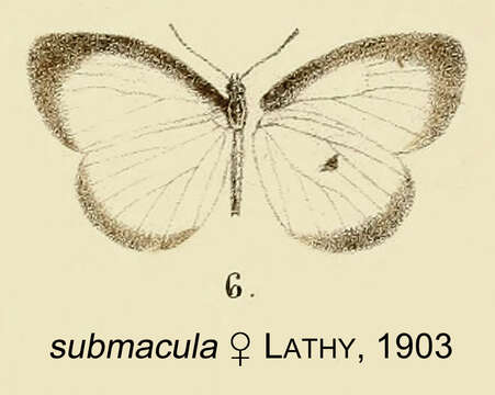 Image of Liptena submacula Lathy 1903