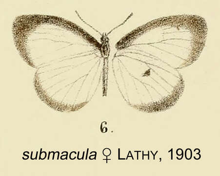 Image de Liptena submacula Lathy 1903