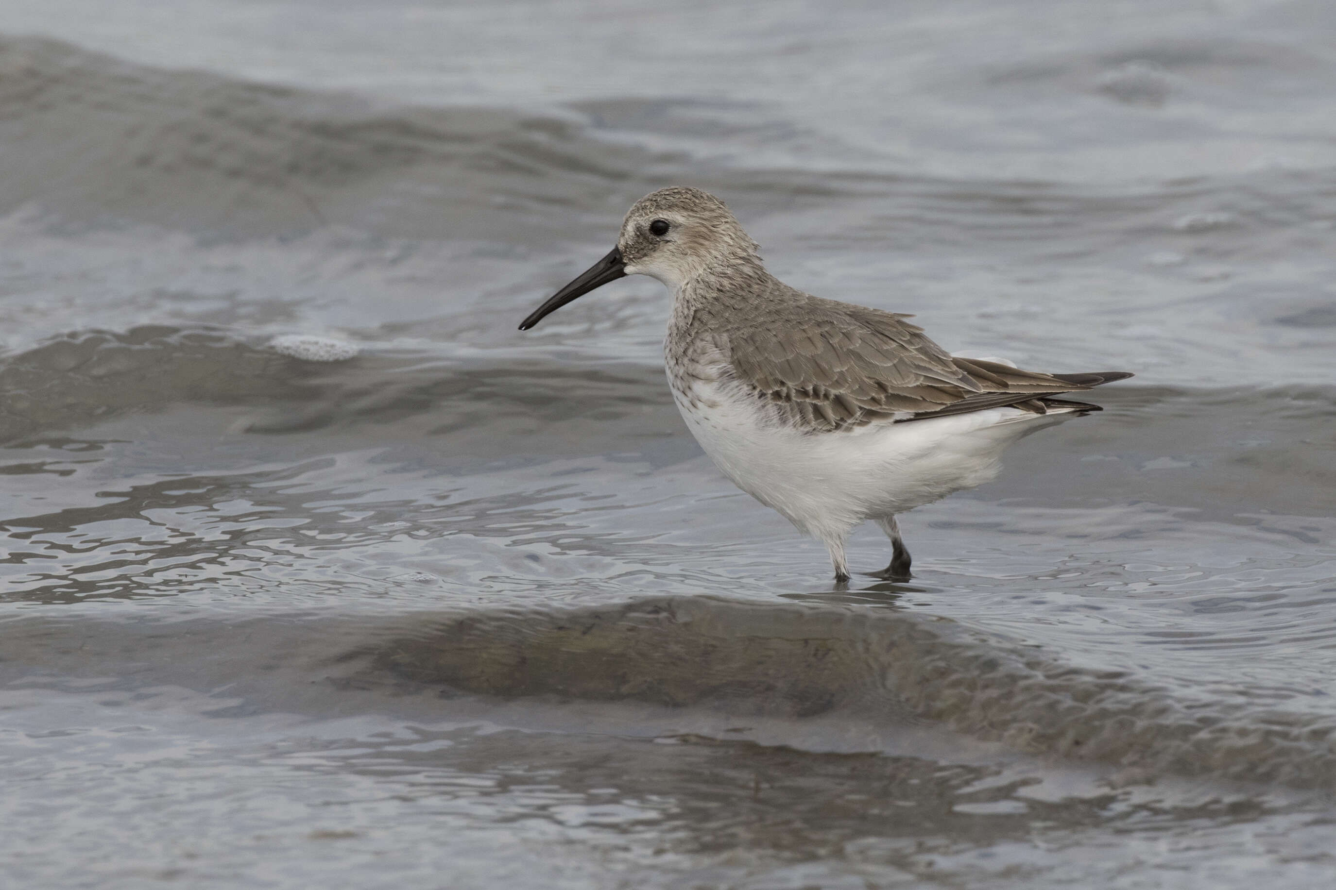 Image of Dunlin