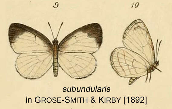 Image of Liptena subundularis (Staudinger 1892)