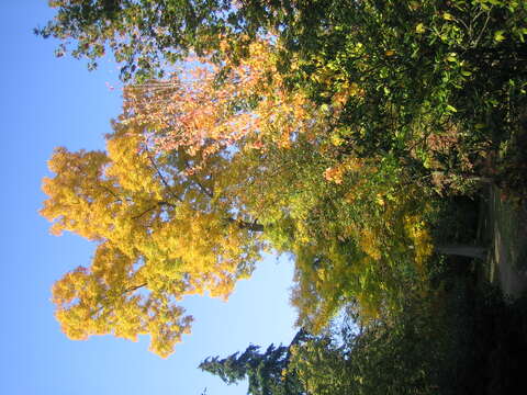 Image of pignut hickory