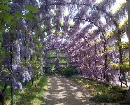 Image of Chinese wisteria