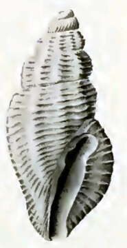 Image of Anacithara leptalea Hedley 1922