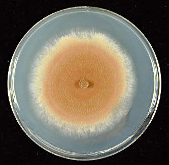 Image of Hypomyces completus (G. R. W. Arnold) Rogerson & Samuels 1989