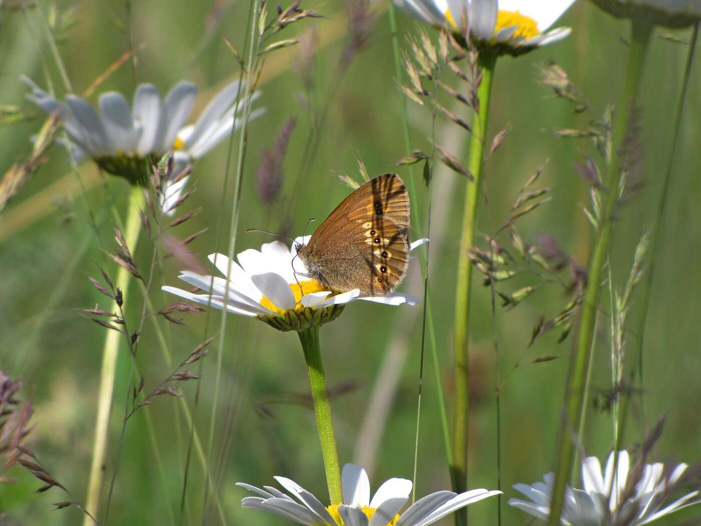 Image of Almond-eyed Ringlet