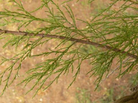 Image of Nile tamarisk