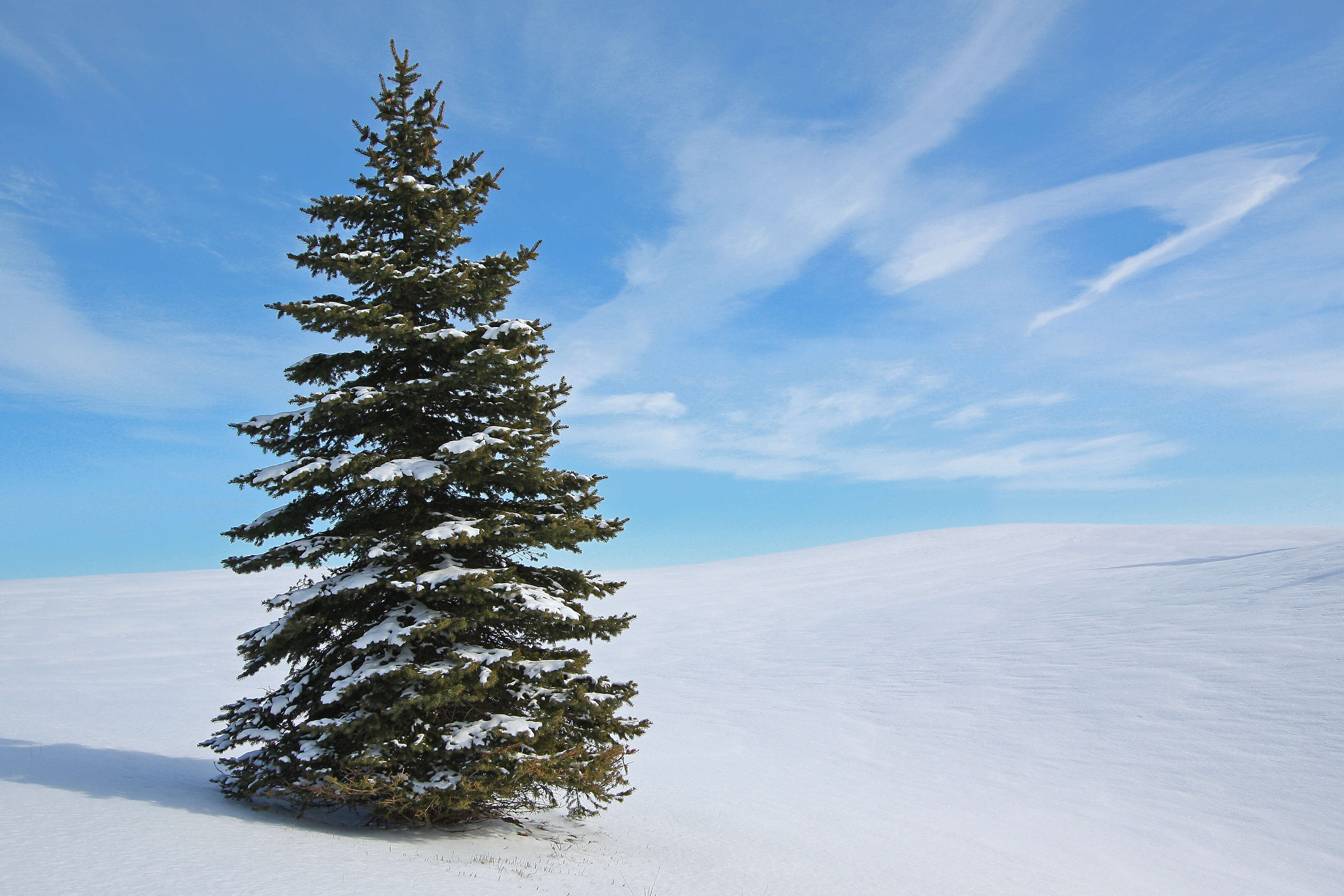 Image of Canadian Spruce