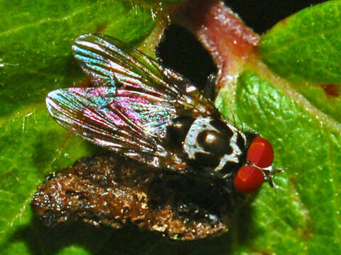 Image of Anthomyia procellaris Rondani 1866