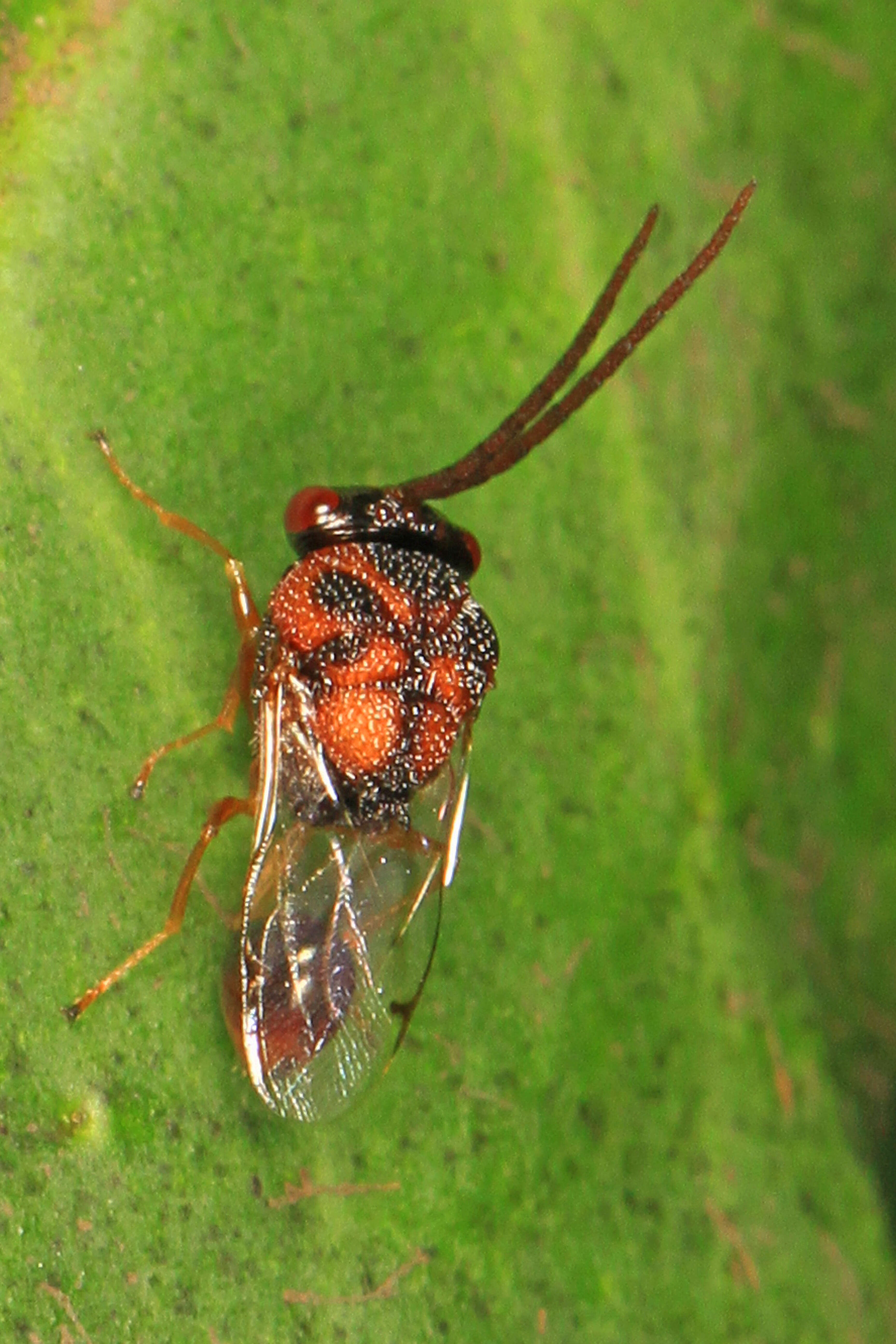 Image of Obeza floridana (Ashmead 1888)