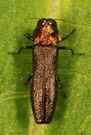 Imagem de Agrilus ruficollis (Fabricius 1787)