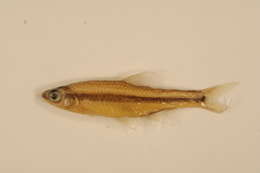 Notropis chalybaeus (Cope 1867)的圖片