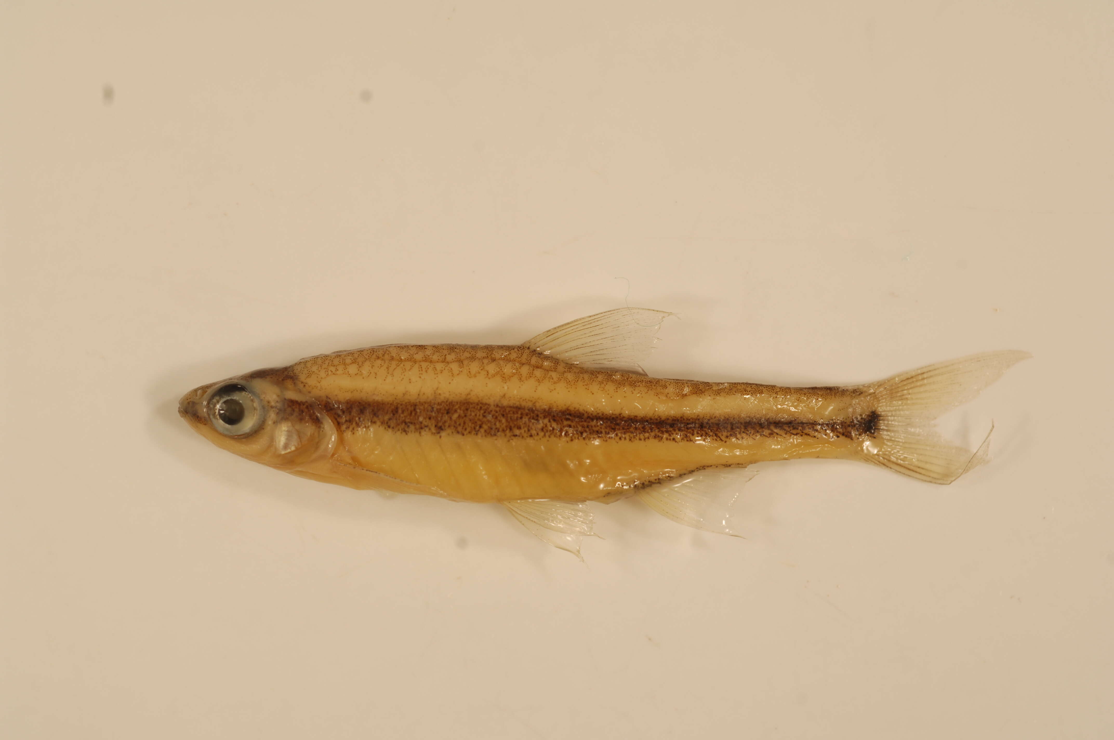 Imagem de Notropis chalybaeus (Cope 1867)