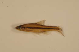 Imagem de Notropis chalybaeus (Cope 1867)