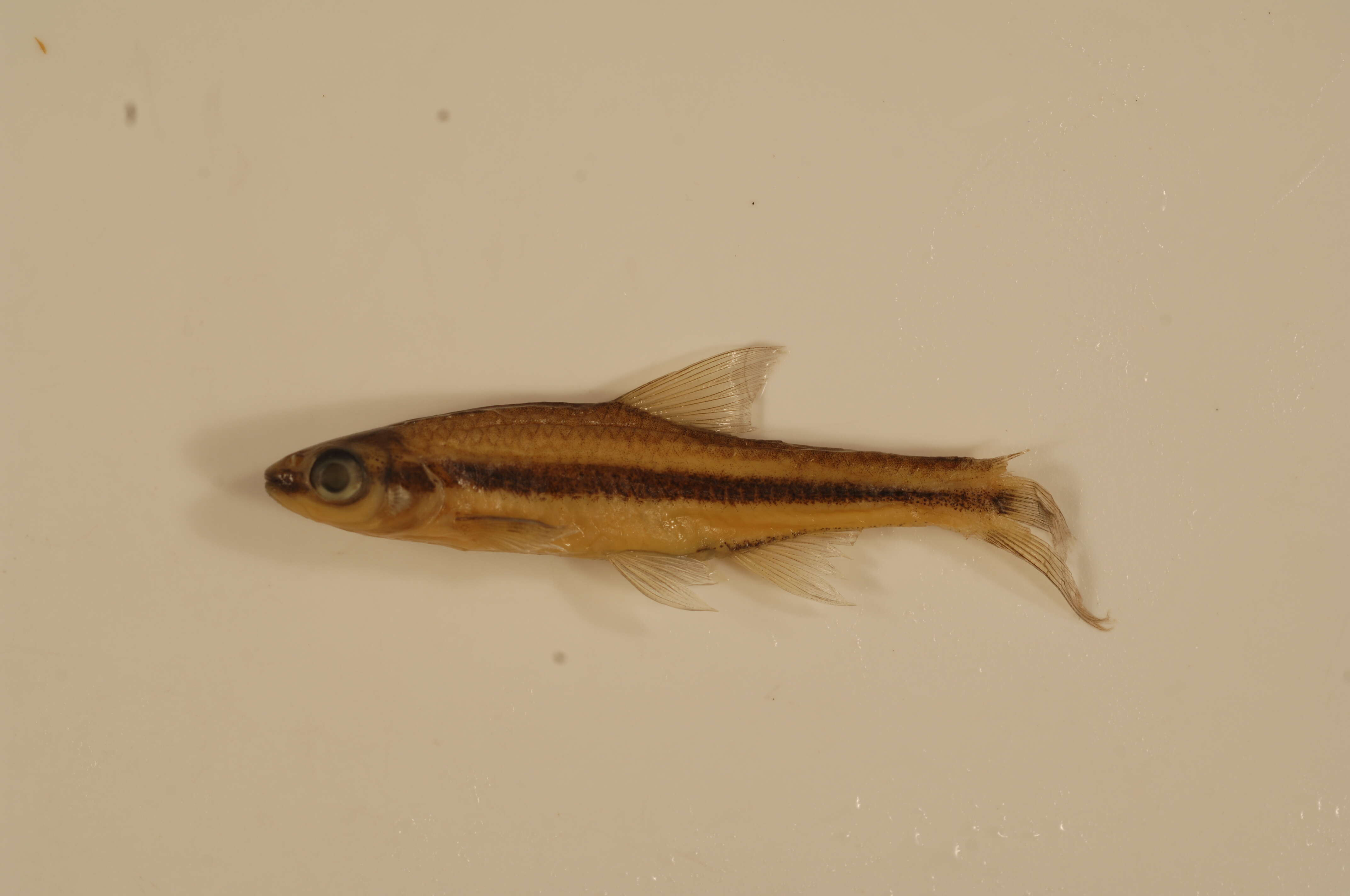 Imagem de Notropis chalybaeus (Cope 1867)