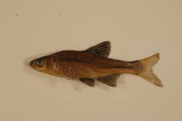 Image of Redfin Shiner