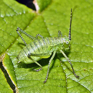 Image of Leptophyes laticauda (Frivaldszky 1868)