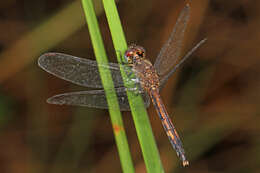 Image of Little Blue Dragonlet