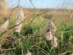 Imagem de Trifolium arvense L.