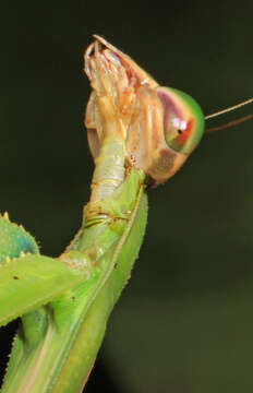 Image of Chinese mantis