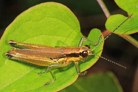 Image of Olive-green Swamp Grasshopper