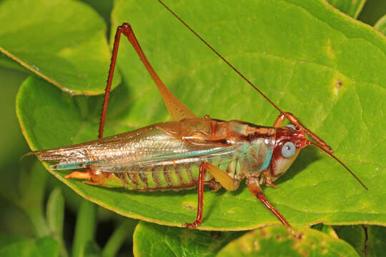 Image of Handsome Meadow Katydid