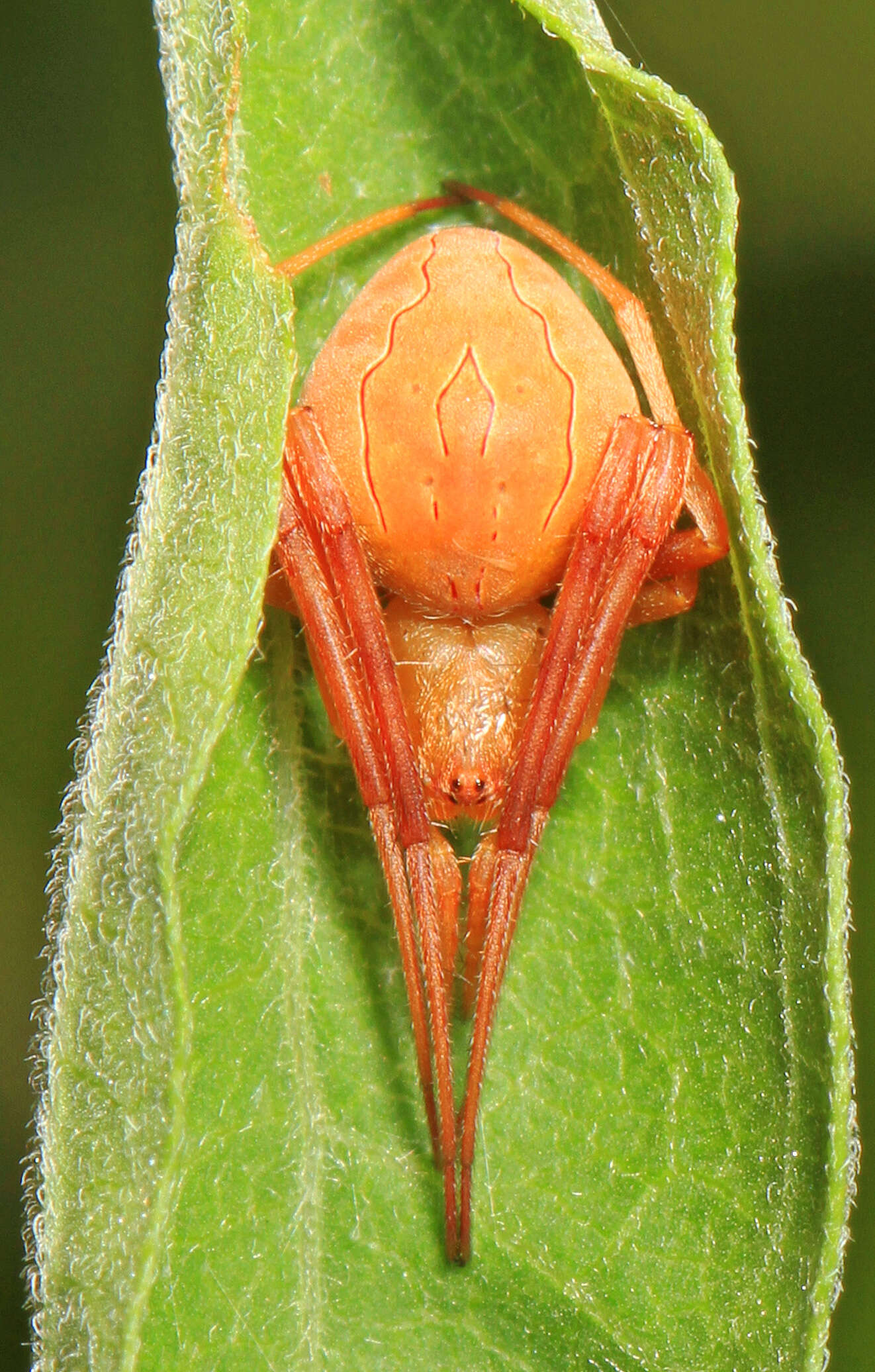 Imagem de Acacesia hamata (Hentz 1847)