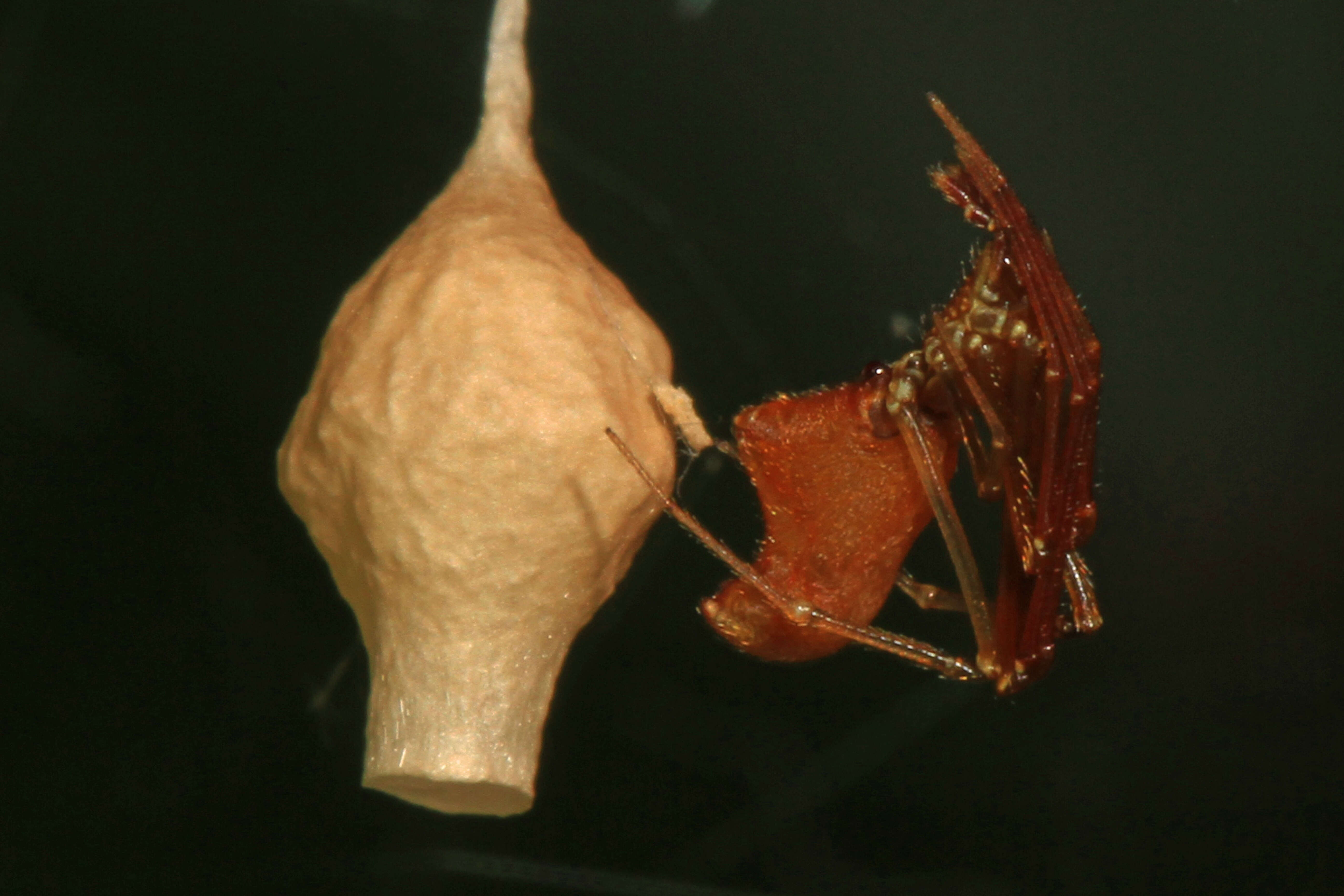 Image of Neospintharus