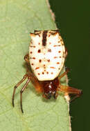 Image of White Micrathena