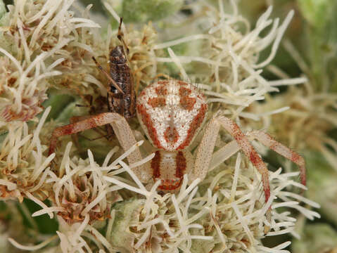 Image of Northern Crab Spider