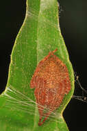 Image of Tropical Orb Weaver