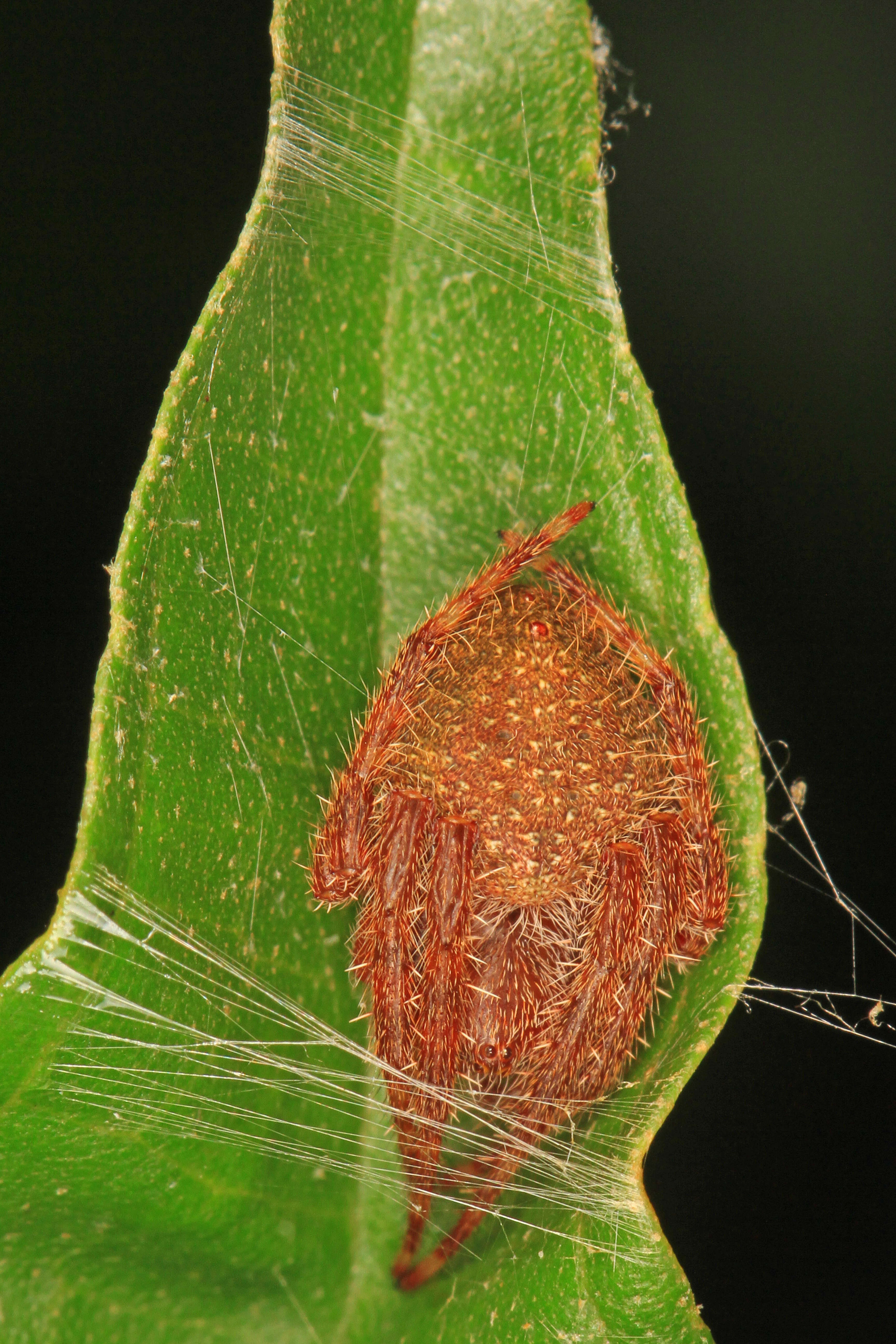 Image of Tropical Orb Weaver