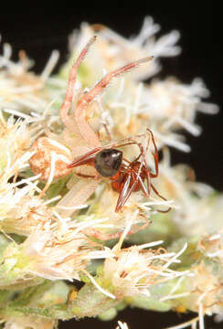 Image of Northern Crab Spider