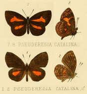 Image of Liptena catalina (Grose-Smith & Kirby 1887)