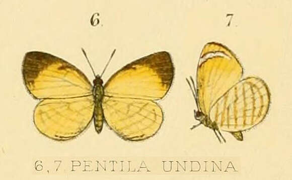 Image of Liptena undina (Smith & Kirby 1894)