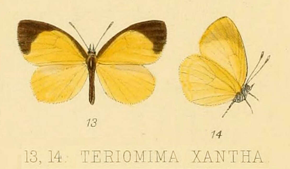 Image of Yellow Liptena