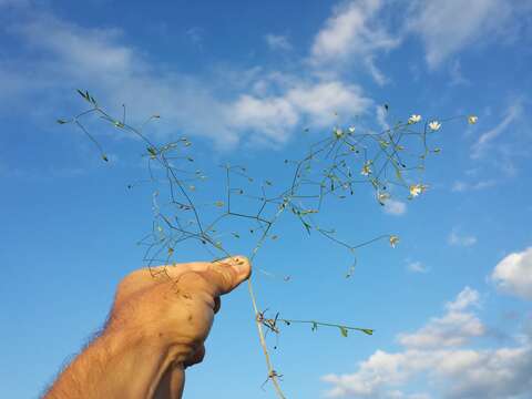 Imagem de Stellaria graminea L.