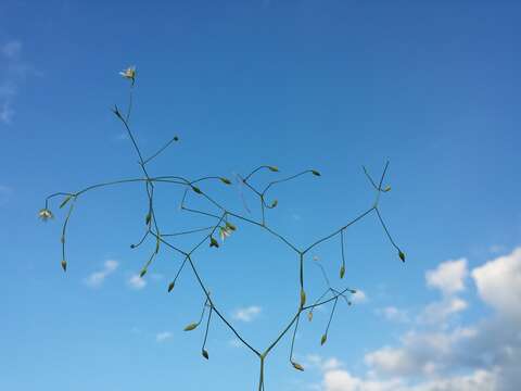 Imagem de Stellaria graminea L.