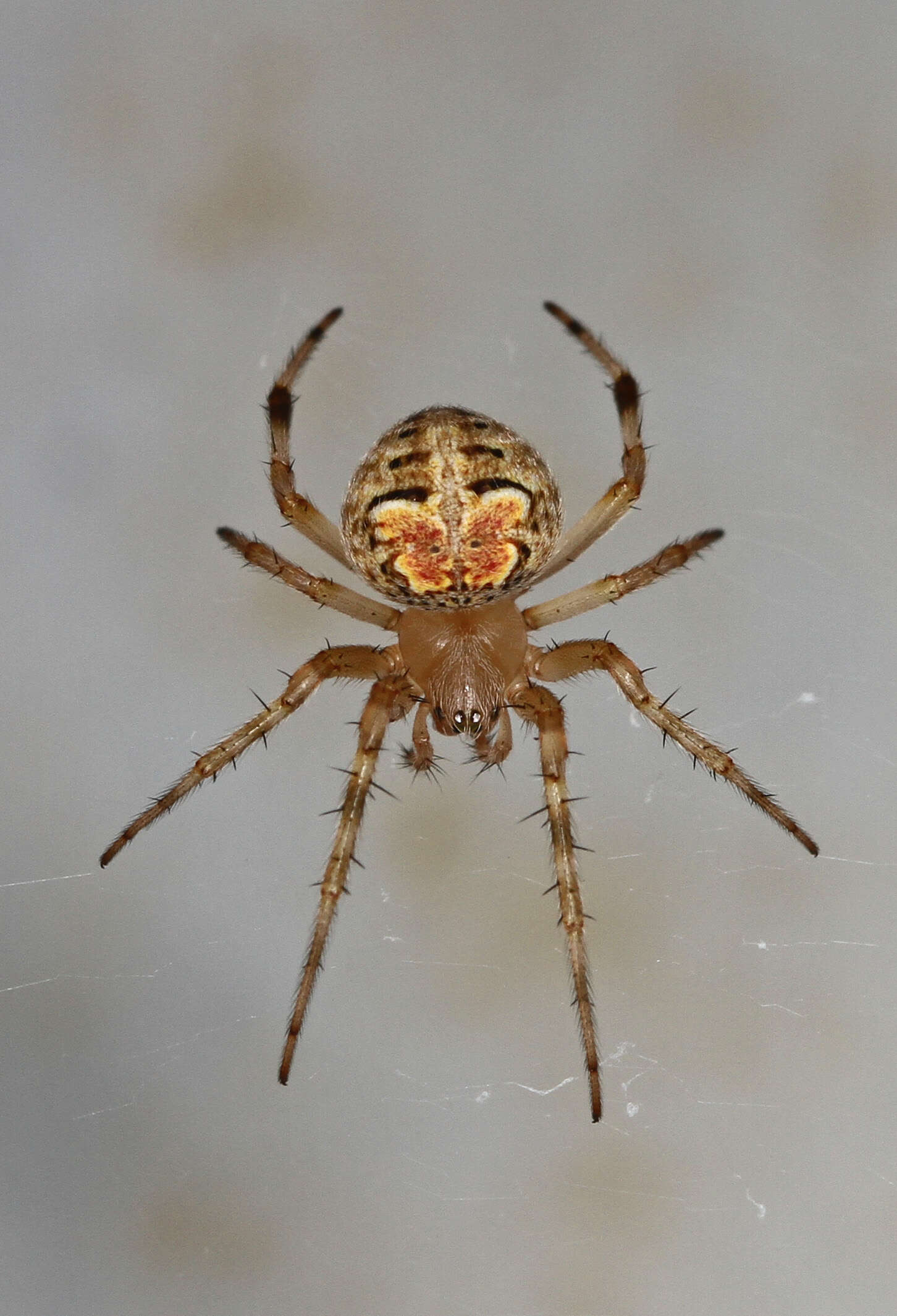 Image de Araneus pegnia (Walckenaer 1841)