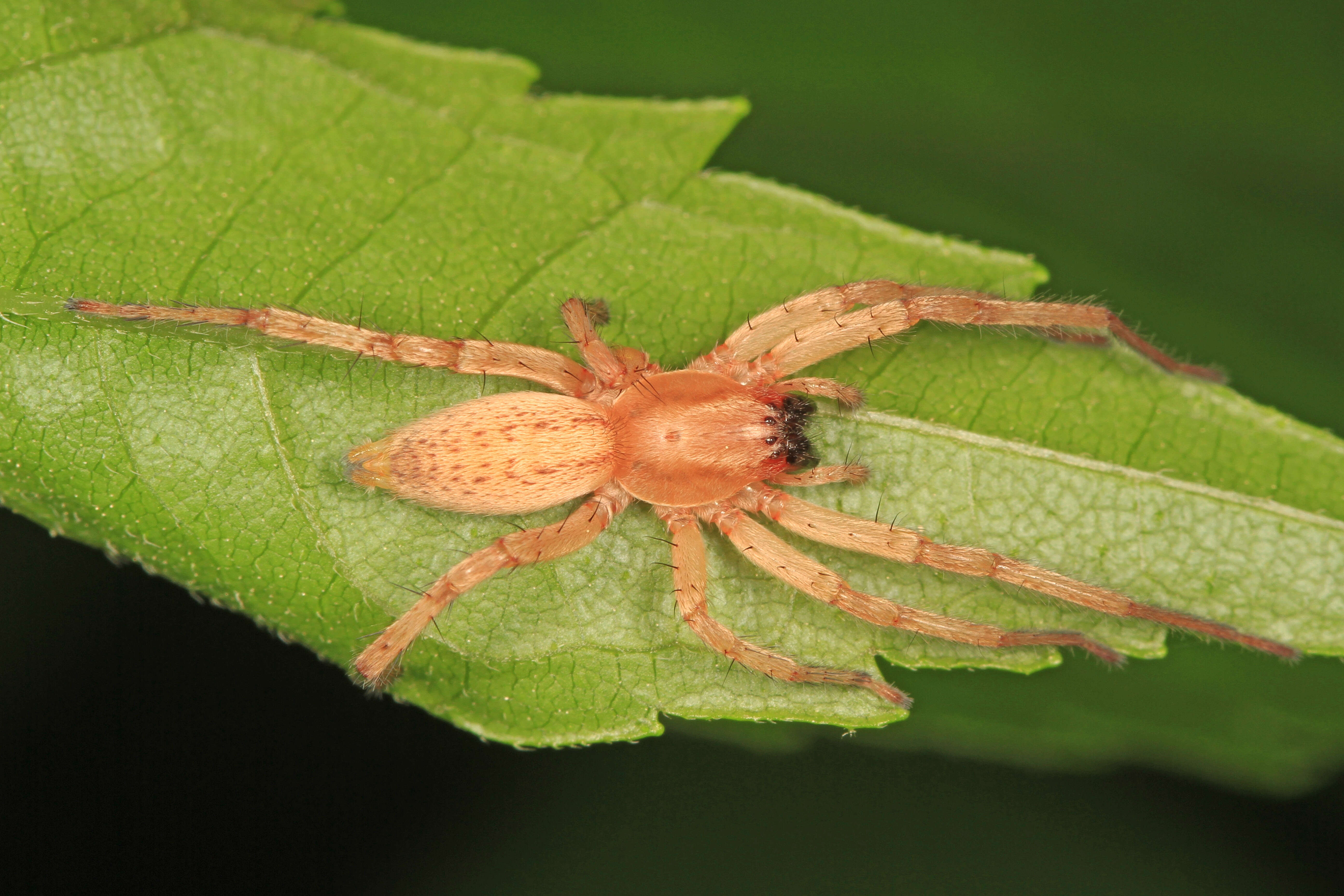 Image of Hibana gracilis (Hentz 1847)