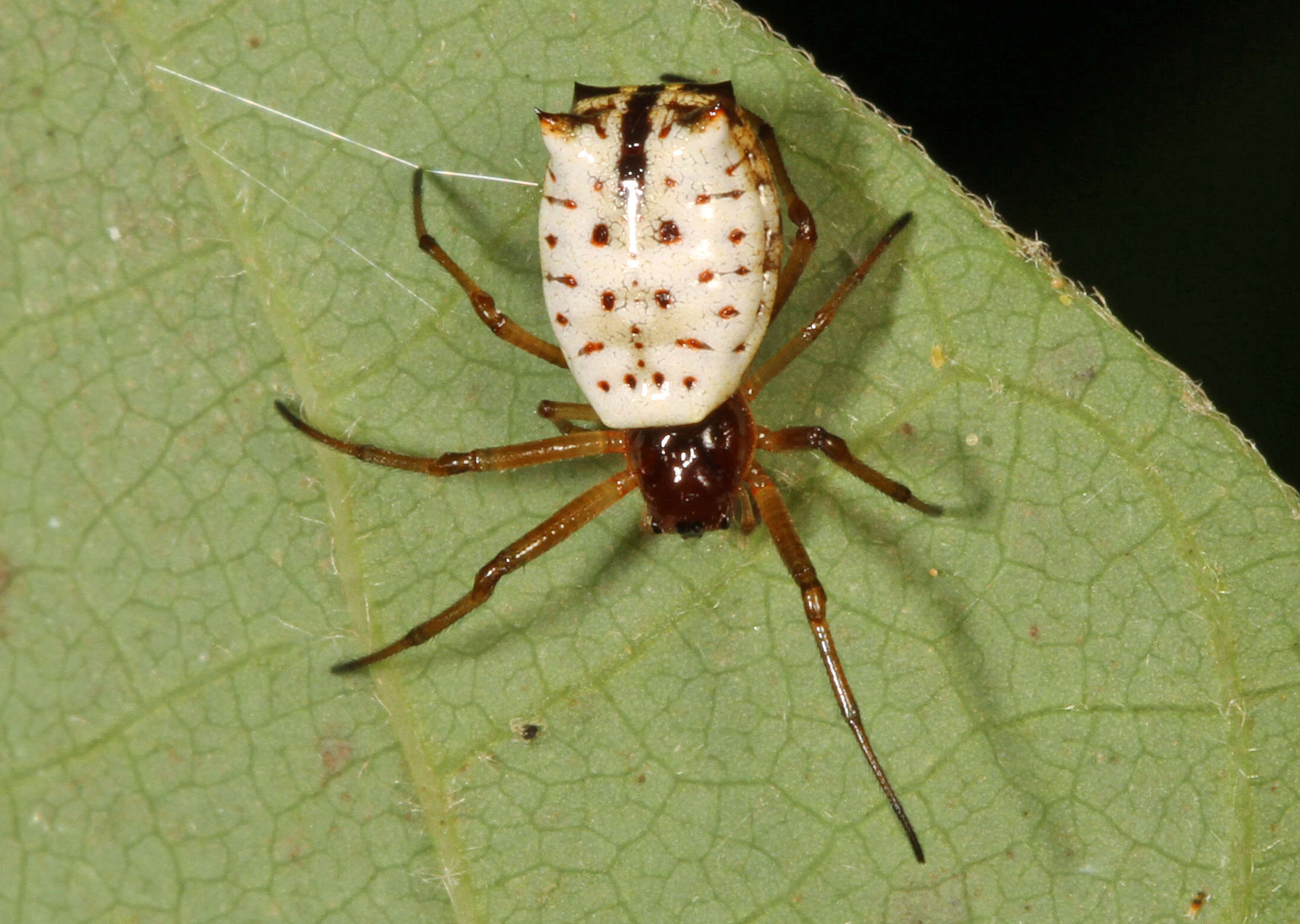 Image of White Micrathena