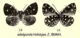 Image of Micropentila adelgunda (Staudinger 1892)