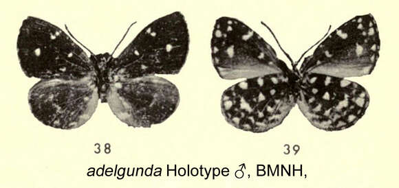 Sivun Micropentila adelgunda (Staudinger 1892) kuva