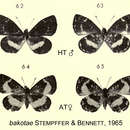 Image of Micropentila bakotae Stempffer & Bennett 1965