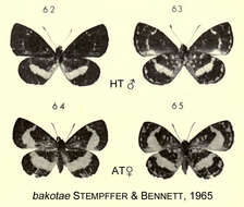 Image of Micropentila bakotae Stempffer & Bennett 1965