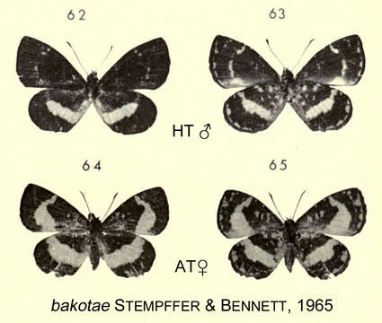 Sivun Micropentila bakotae Stempffer & Bennett 1965 kuva