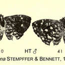 Image of Micropentila bitjeana Stempffer & Bennett 1965